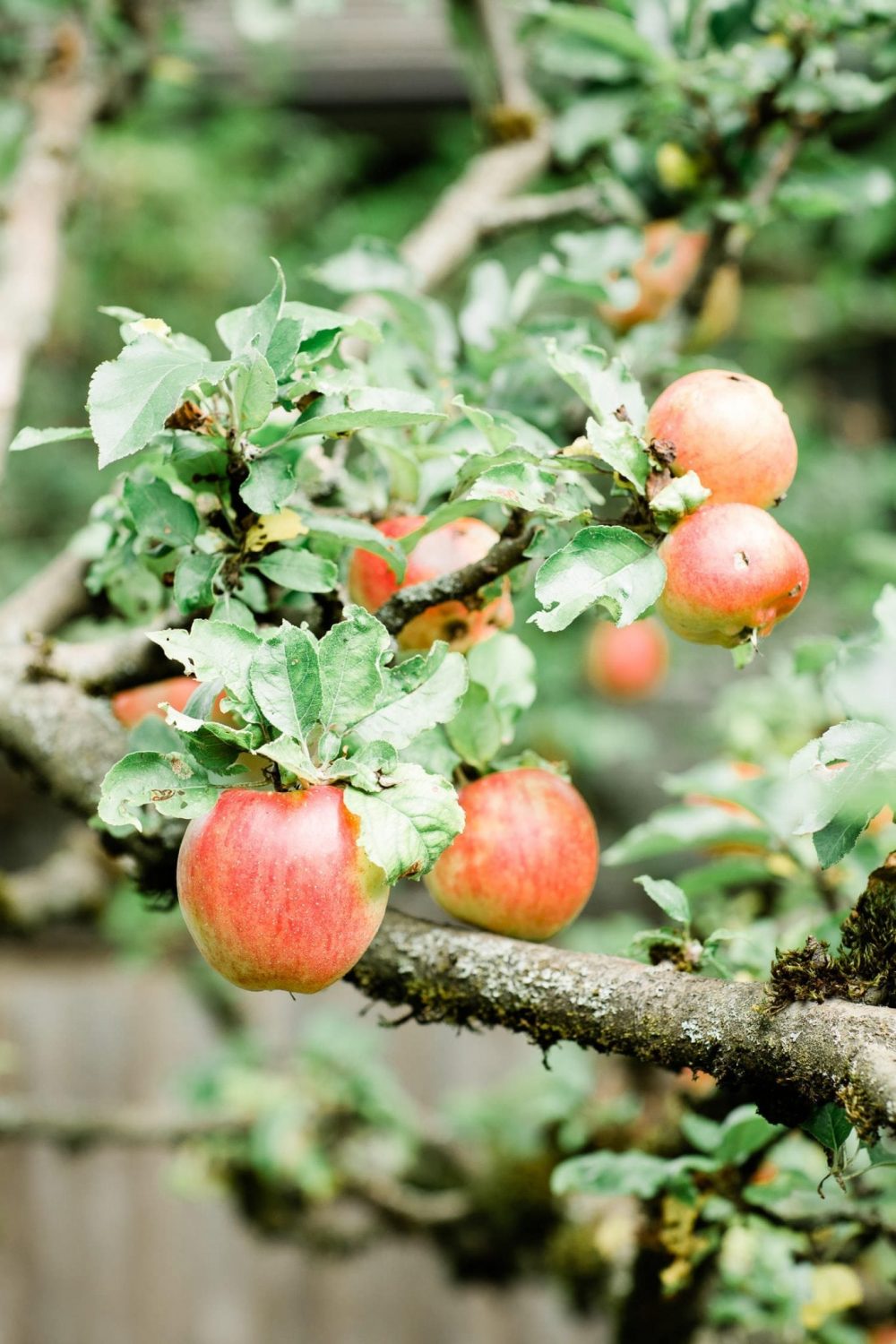 Apple tree. Family Photo in Burnaby Village Museum