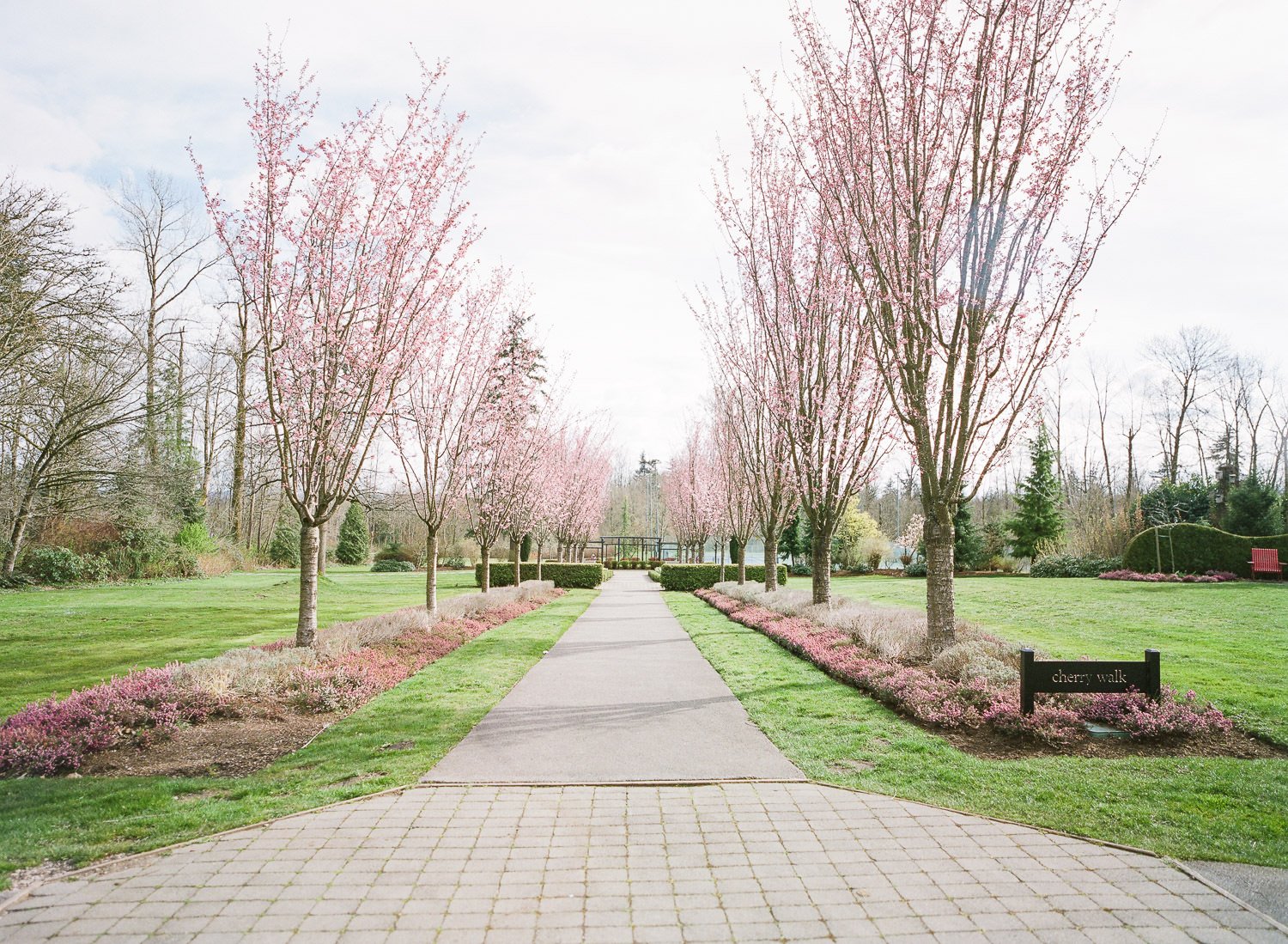 Fleetwood park cherry trees